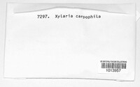 Xylaria carpophila image